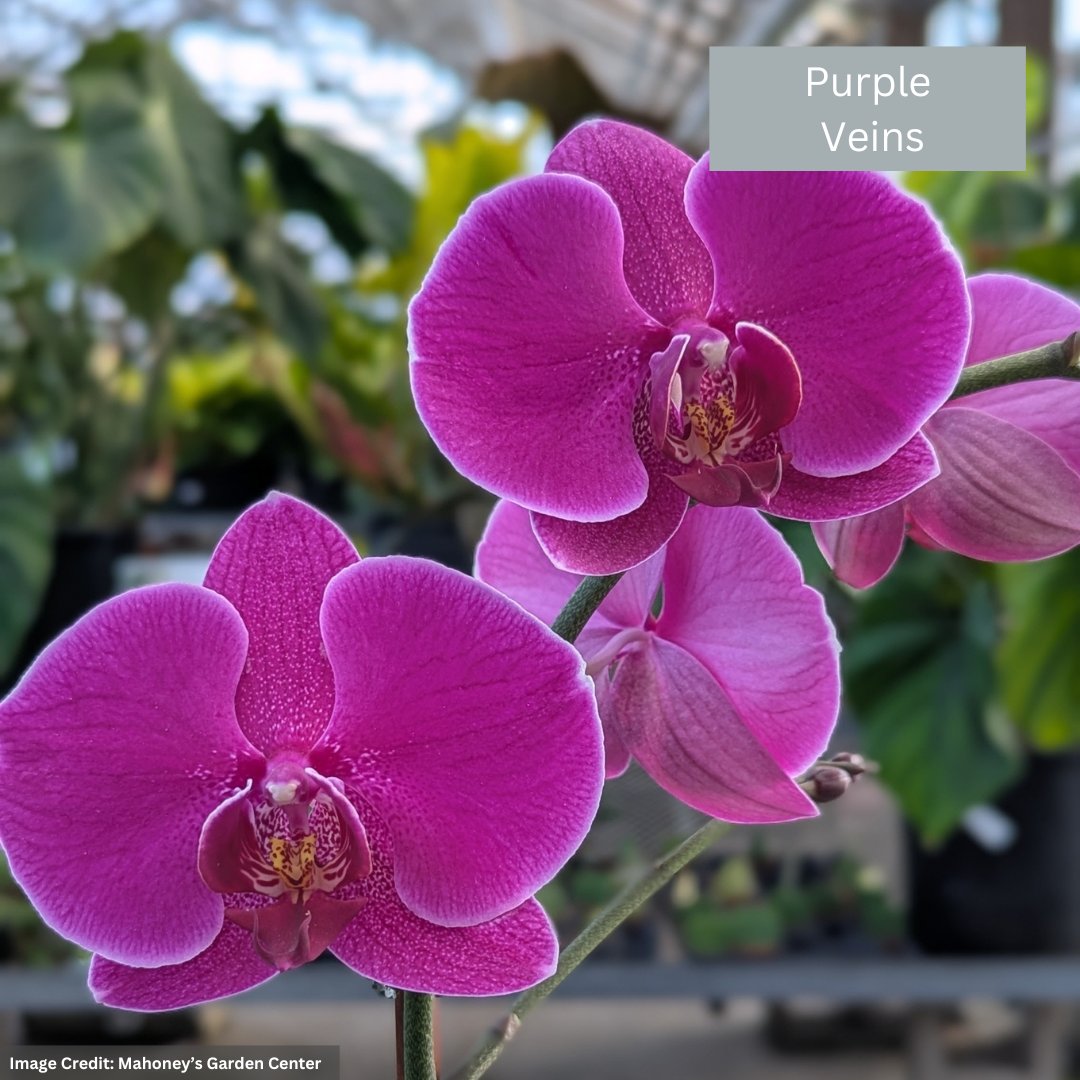 Orchid – 4″/5″ Pot